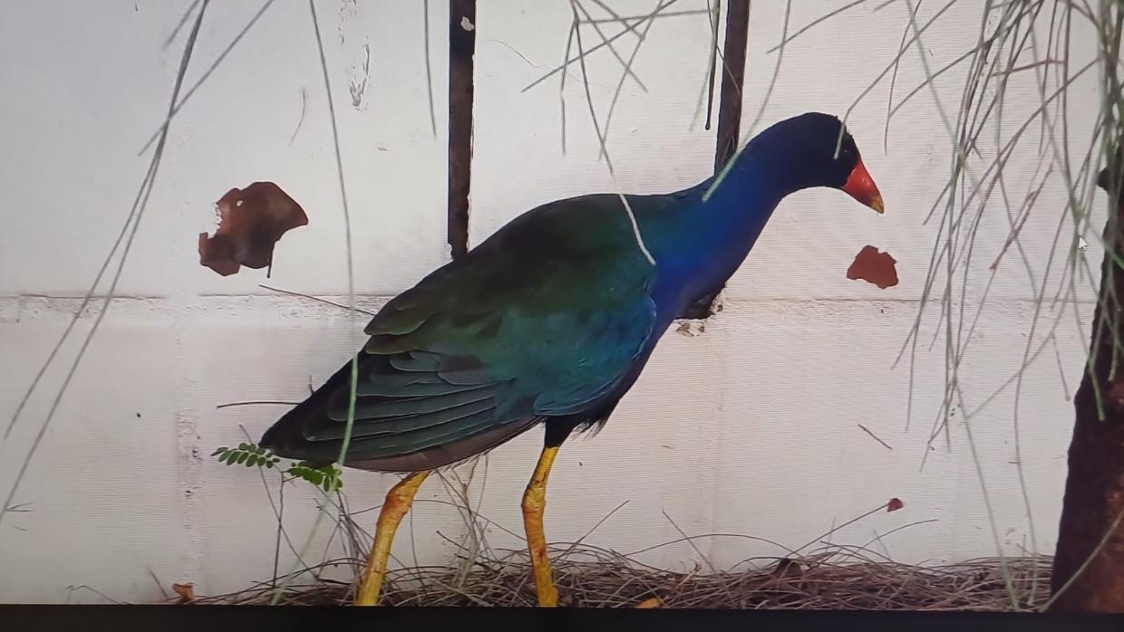 Frango-d’água-azul é encontrado em condomínio na Aldeota, em Fortaleza; conheça a ave