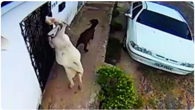 'Gangue de cabras' volta a furtar pães na porta de casas em Boa Viagem, sertão cearense