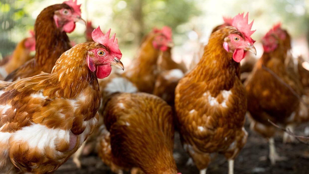 Primeiro caso de gripe aviária em granja no Brasil é confirmado pelo Ministério da Agricultura