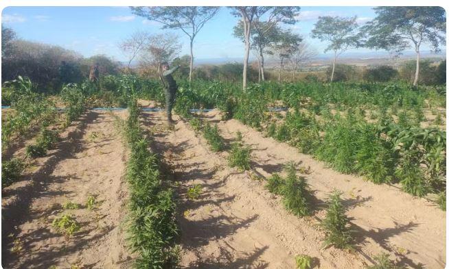 Polícia encontra plantação com cerca de 60 mil pés de maconha no Sítio Batinga, zona rural de Brejo Santo, no Ceará