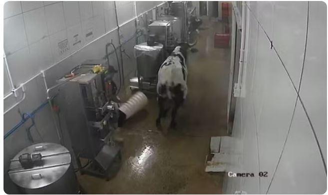 Vaca invade fábrica em Maracanaú no Ceará, persegue funcionários e danifica máquinas