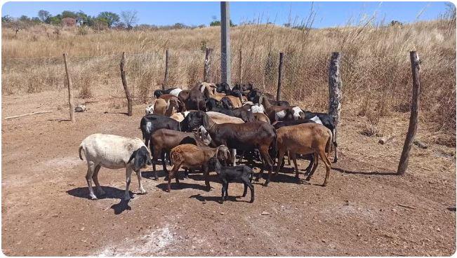20 animais morrem em Lavras da Mangabeira no Ceará após tomar vacina de lotes suspensos pelo Ministério da Agricultura