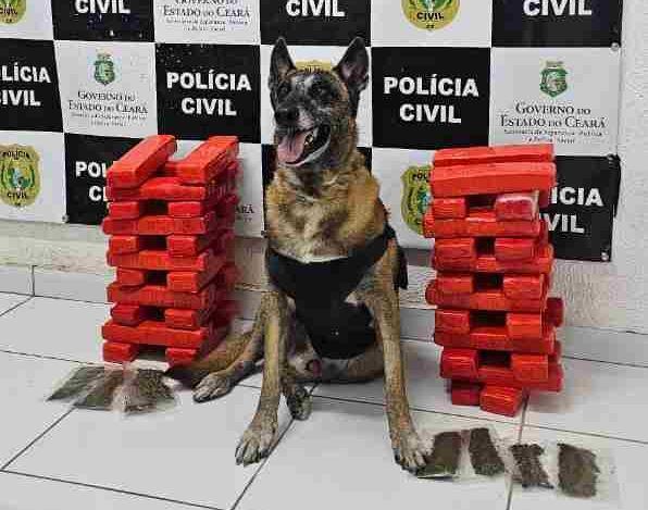 Polícia Civil apreende 24 quilos de drogas com suspeita que vinha da Bahia para o Ceará