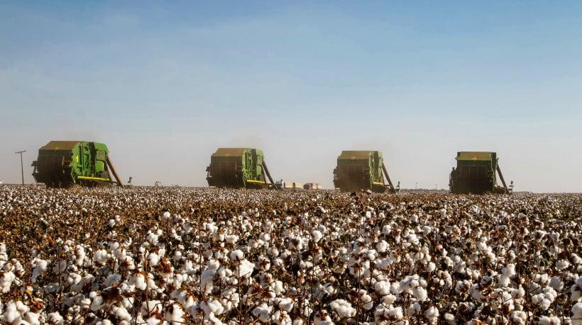 Elmano sanciona lei para distribuir sementes e retomar o algodão do Ceará