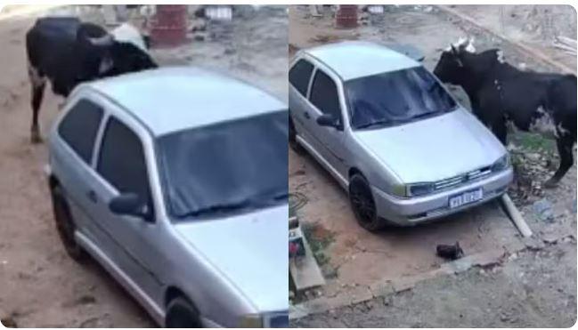 Boi furioso invade casa, destrói veículo e assusta moradores na zona rural de Juazeiro do Norte  no Ceará