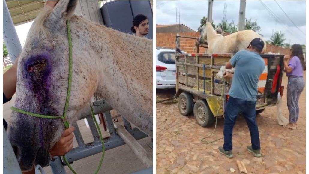 Égua é resgatada de maus-tratos em Juazeiro do Norte, e tutores são detidos