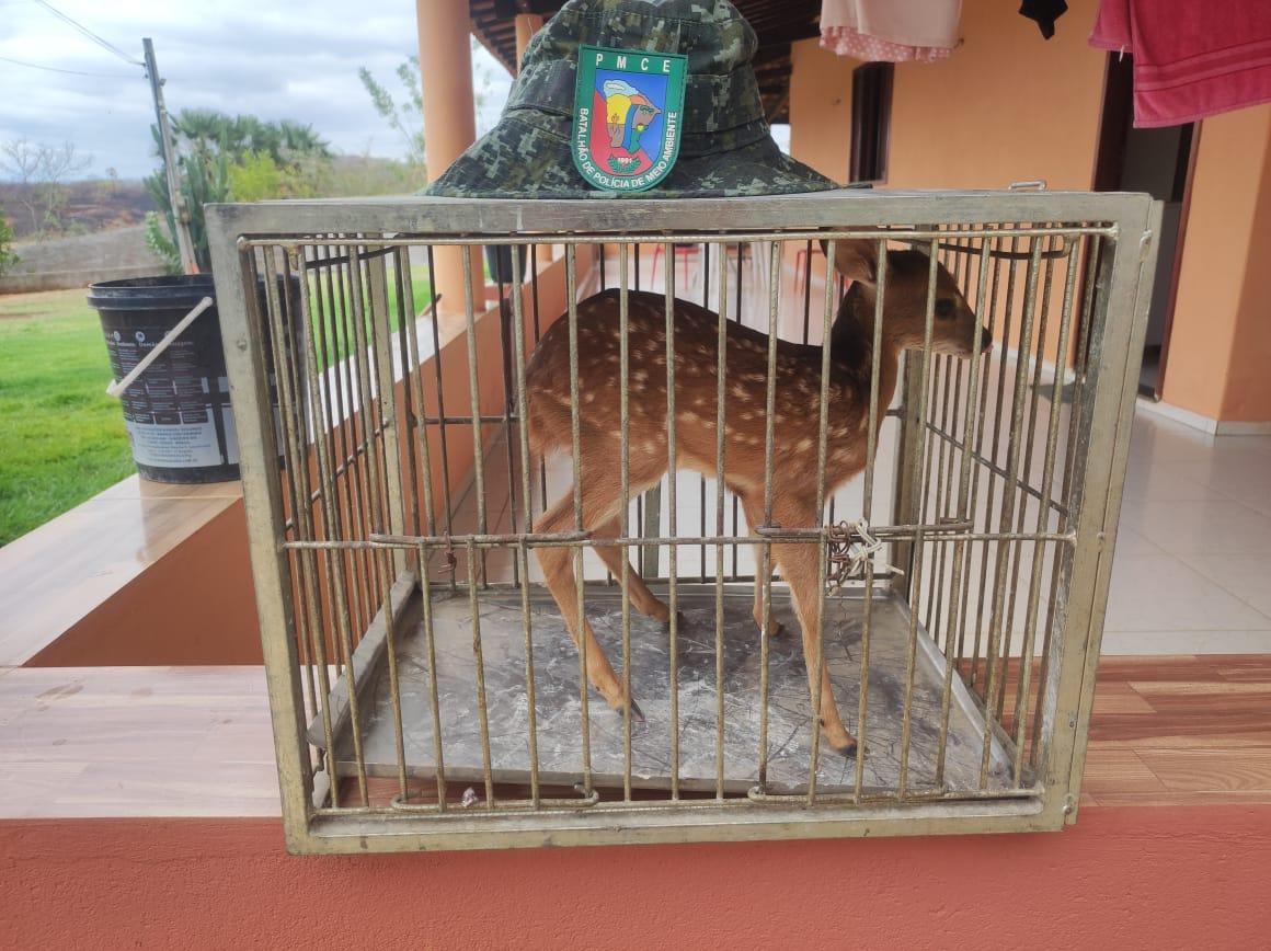 Polícia Militar resgata filhote de veado-catingueiro em Várzea Alegre