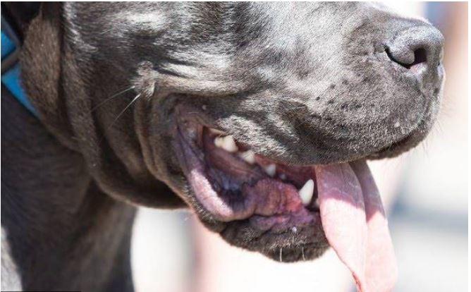 Idosa de 80 anos morre após ser atacada por cachorro dentro de casa, em Fortaleza
