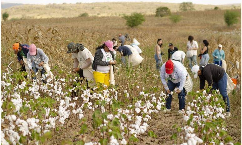 Novo ciclo do algodão promete transformar Iguatu, Acopiara e outras 16 cidades do Ceará, com mais de 15 mil empregos