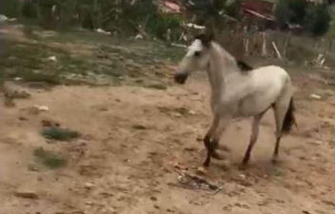 Cavalo vendido foge e caminha 20 km para retornar ao antigo dono em Maranguape