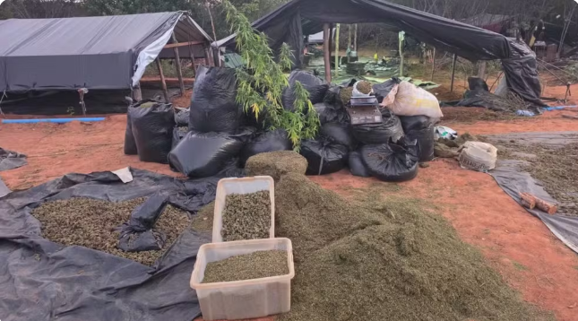 Polícia encontra acampamento em Acopiara no Ceará com toneladas de maconha e estrutura de 'trabalho'