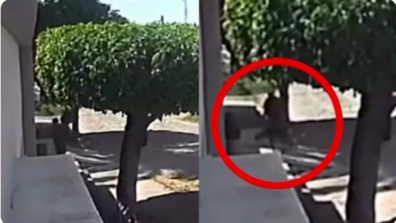 Homem é flagrado furtando planta ornamental em calçada de casa em Iguatu, no Ceará